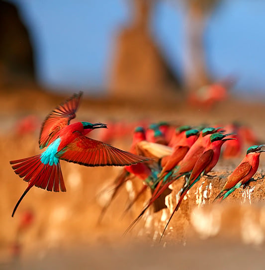 A colony of bright red carmine bee-eaters on a sandy bank in South Luangwa National Park, with one bird returning mid-flight.
