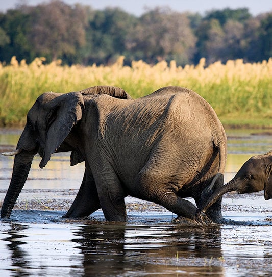 An elephant and a calf walking in the Zambezi River, Lower Zambezi National Park, Zambia.
