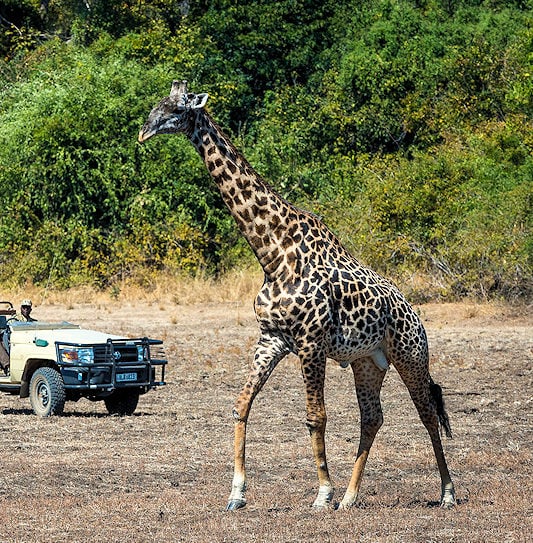 Safari-goers observe a giraffe from a vehicle in South Luangwa National Park, Zambia.