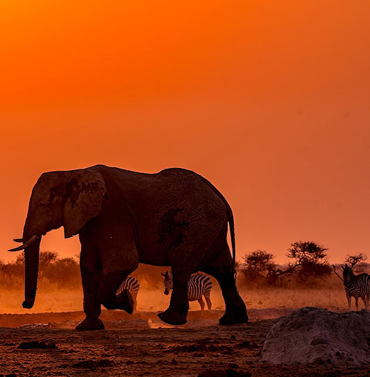 An elephant and zebras standing under an orange sunset in Kafue National Park, Zambia.