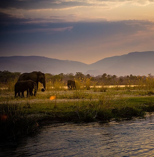 Elephants walking along the grassy banks of a river during a golden sunset in Lower Zambezi National Park.