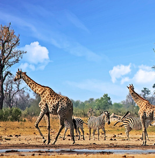 Giraffes and zebras walking along a dry plain near a waterhole in Hwange National Park.
