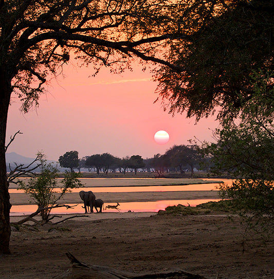 An elephant and a leaping antelope on a riverbank at sunset, framed by large trees in Mana Pools.