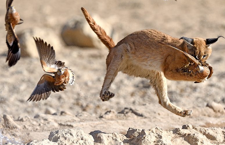 caracal african cats