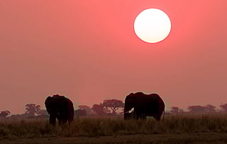 Elephant at dusk in Botsana's wilderness.