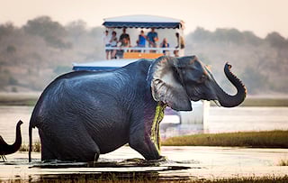 Elephant seen from a river cruise in Chobe.