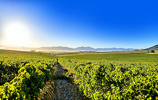 View of Vineyards in the Cape Winelands with distant mountains.