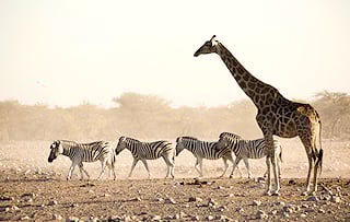 Zebra and Giraffe walking on a barren plain in the Etosha National Park.