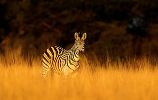 Zebra standing in tall grass in Hwange National Park.
