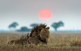 Male lion at sunset in Kafue.