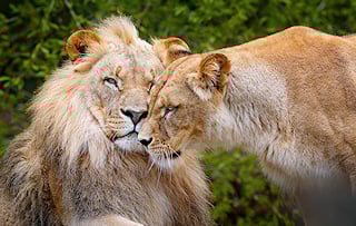 A lioness caresses a male lion in Kruger National Park.