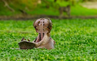 Hippo with a gaping mouth in South Luangwa.