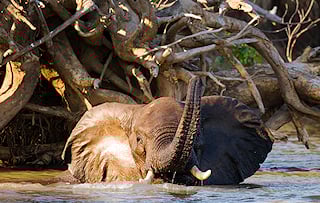 Elephant submerged in water.