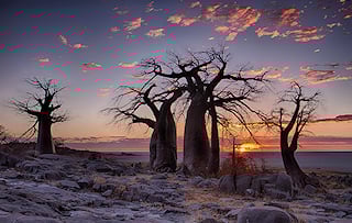 Ancient baobabs towering over the endless expanse of Makgadikgadi Pans.