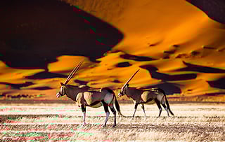 Gemsbok are standing in front of towering red dunes in Namibia.
