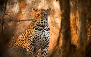 Leopard sitting gracefully in the Sabi Sand Private Reserve.