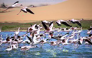 A flock of flamingos is taking off near Swakopmund in Namibia.